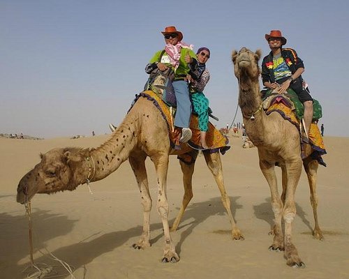 camel